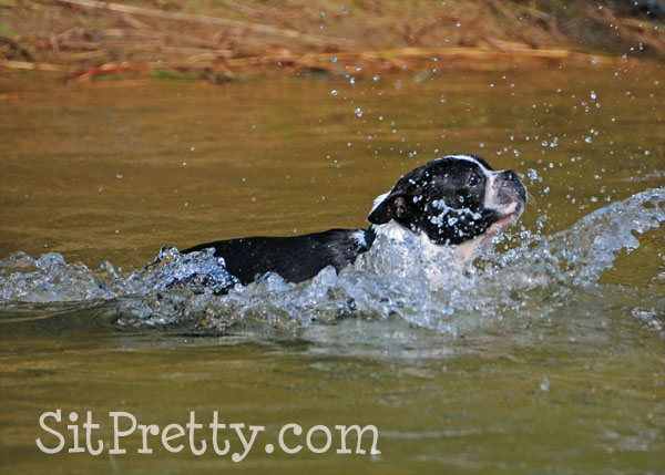 Boston Terrier Swimming
