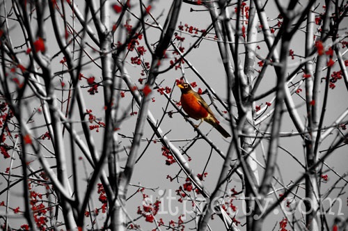 black and white - touch of color - Bird in a tree