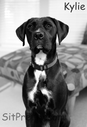 Boxer Lab mix breed