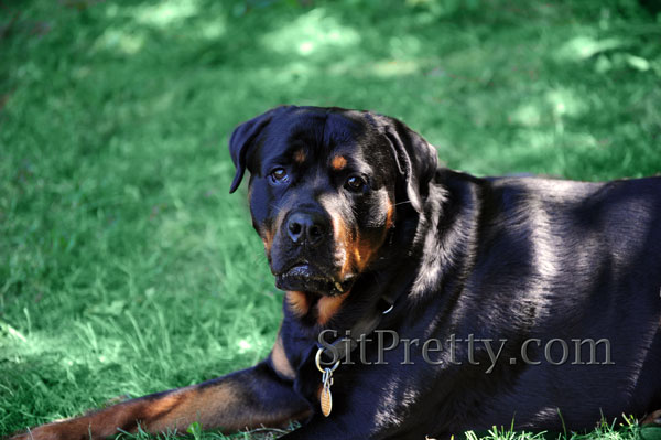 Rottweiler at Freedom Park